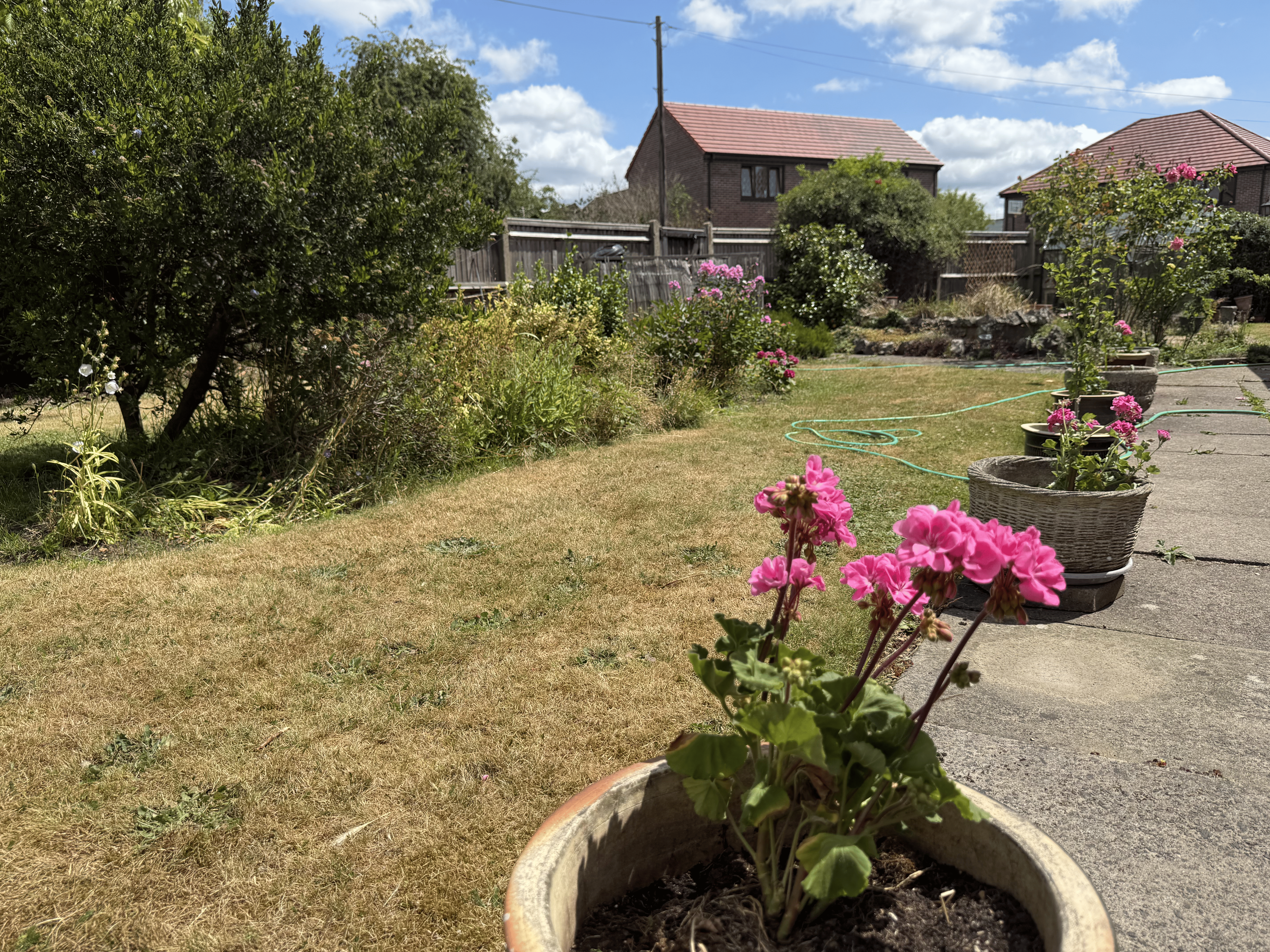 Flowers growing in the Ananta garden